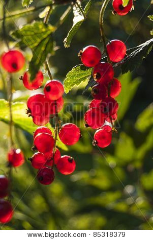 Red currant