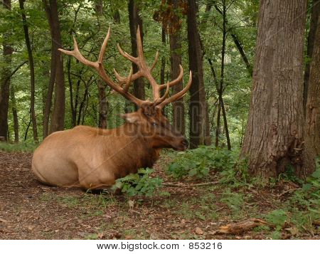 Lone Elk