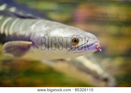 Close-up Fish Great Snakehead.