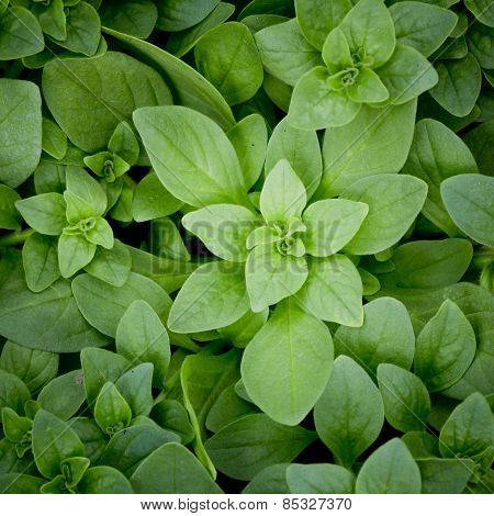 Green Leaf Background