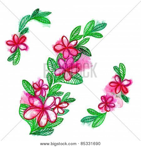 plumeria / frangipani flowers
