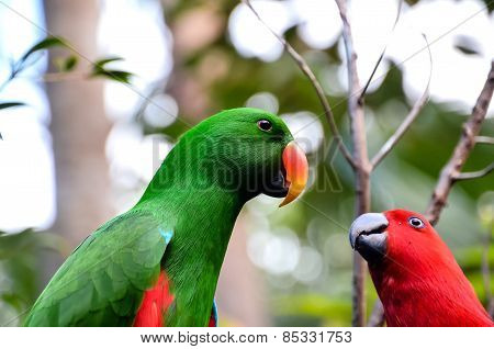Parrot Tropical Bird