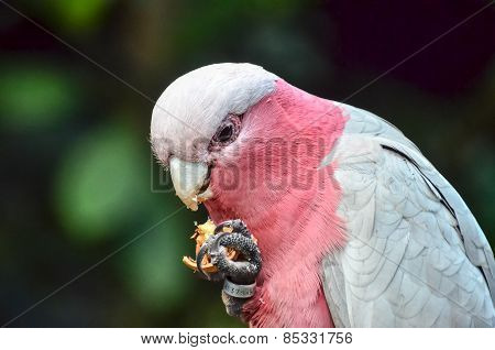 Parrot Tropical Bird