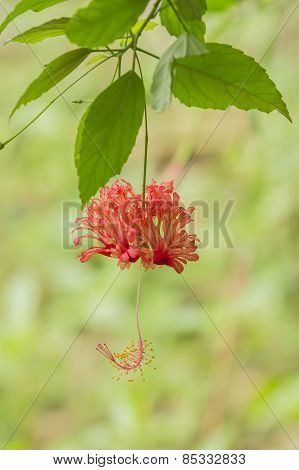 A Hibiscus Schizopetalus Flower Is Hanging