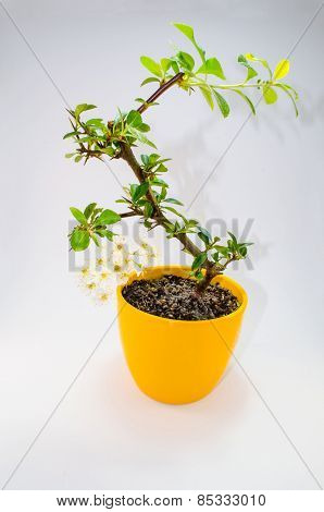 Bonsa Tree