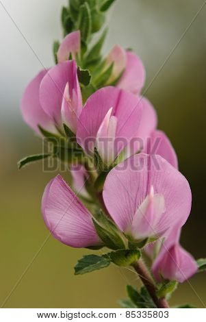 Ononis repens
