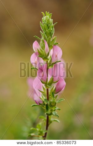 Ononis repens