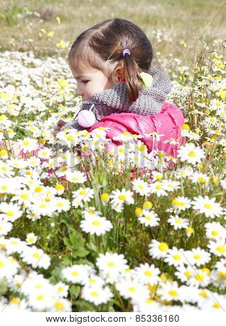 Toddler Girl Sitting In The Daisy Field