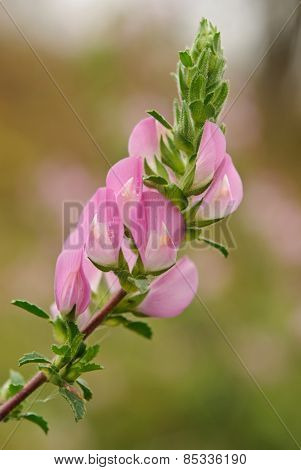 Ononis repens