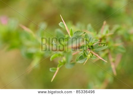 Ononis repens