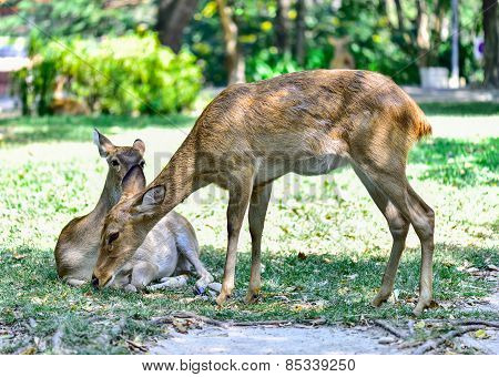 Deer (brow-antlered)