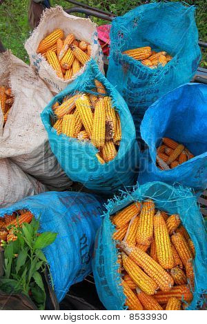 Korjattu maissi