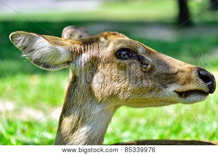 Deer (brow-antlered)