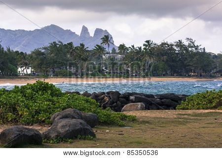 Coconut Palm Tree On The Sandy Beach In Kapaa Hawaii, Kauai