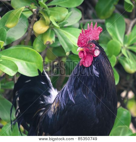 Ruster Chicken Portrait In Hawaii