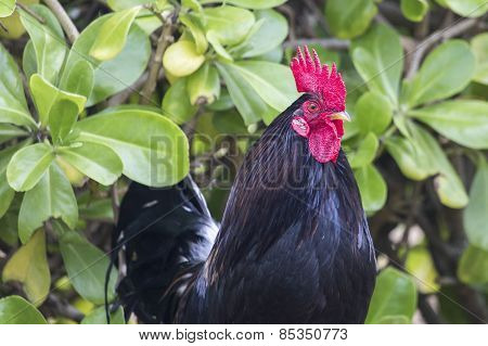 Ruster Chicken Portrait In Hawaii