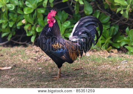Ruster Chicken Portrait In Hawaii