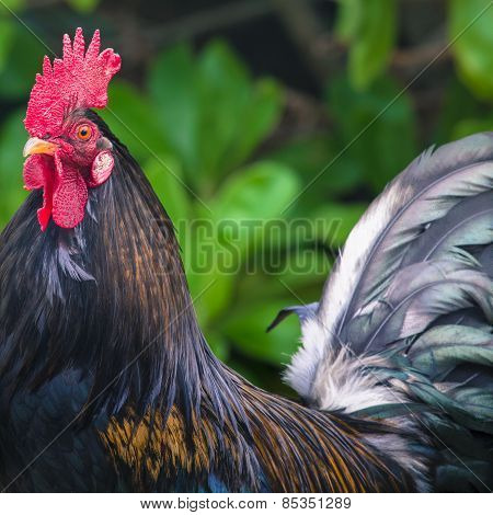 Ruster Chicken Portrait In Hawaii