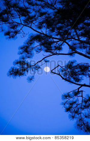 The Moon Behide Branches Of Pine Tree At Night Time