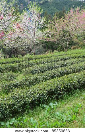 Japan Tea Field