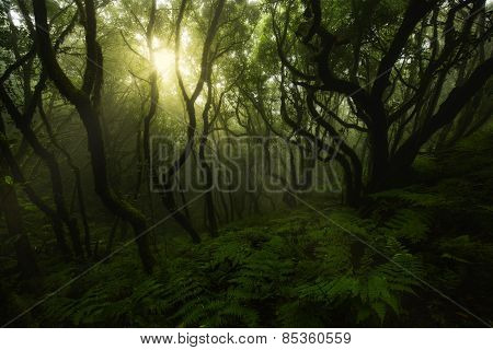 Enchanted Green Forest