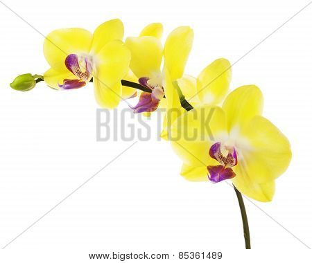 Blooming Twig Of Yellow Purple Orchid Isolated On White Background.