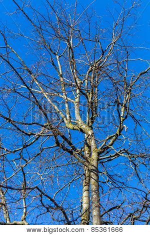 Tree Without Leaves