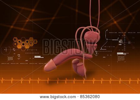 human penis anatomy
