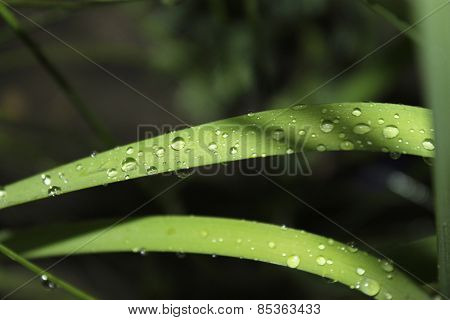 Garden Plants Are In Raindrops