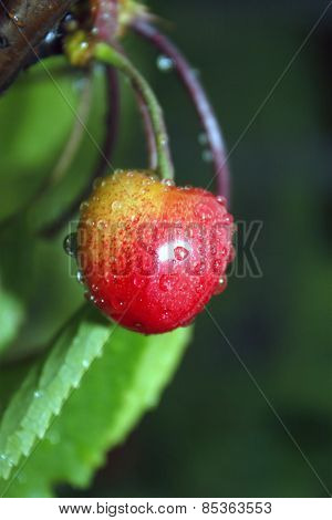 Red Ripe Merry