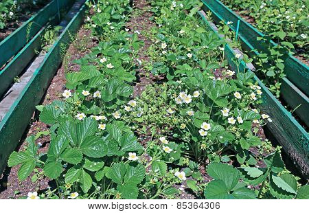 Flowering Strawberry Plant On The Gardenbed