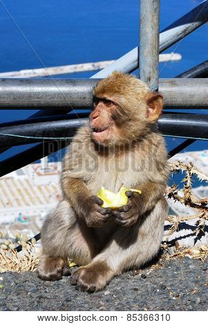 Young Barbary Ape.