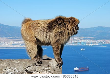 Barbary Ape standing on a wall.