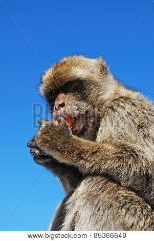 Barbary Ape eating a carrot.
