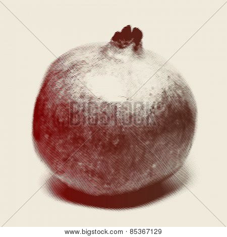 Vector engraved style one color illustration, full pomegranate
