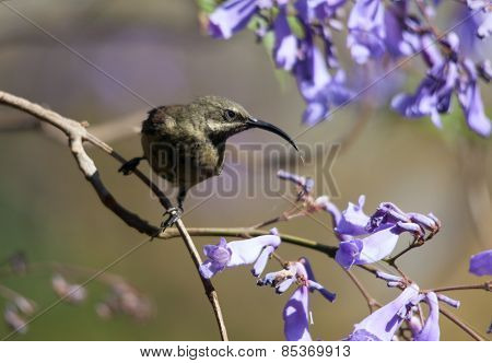 A Bird In The Branches Of Jacaranda