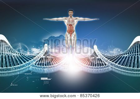 human anatomy with dna