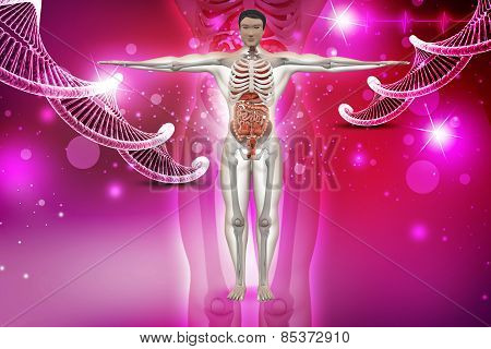 human anatomy with dna