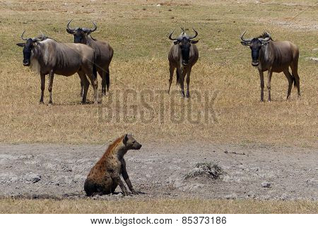 hyena and wildebeests