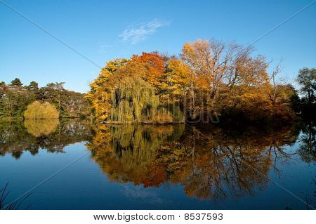 Arbres à un lac en automne
