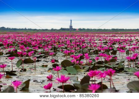 Sea Of Red Lotus , Marsh Red Lotus Sea Of Red Lotus Thailand