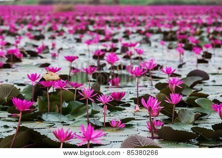 Sea Of Red Lotus , Marsh Red Lotus Sea Of Red Lotus Thailand