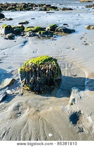 Boulder Covered With Moss And Bladderwrack