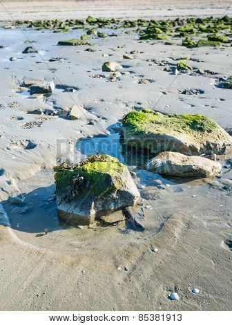 Boulder Covered With Moss And Bladderwrack