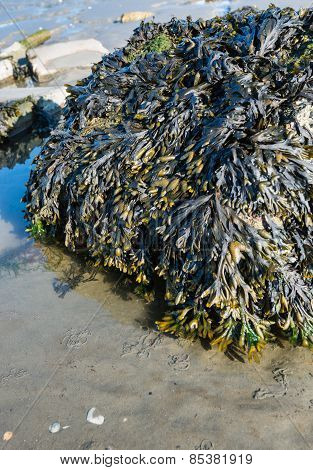 Boulder Covered With Bladderwrack