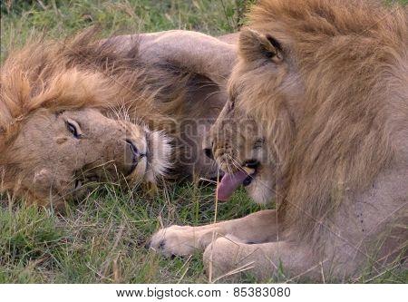 two lions