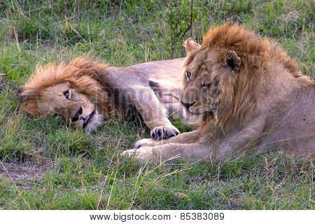 two lions