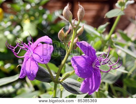 Tibouchina Urvilleana, Lasiandra Semidecandra