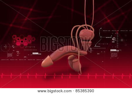 human penis anatomy