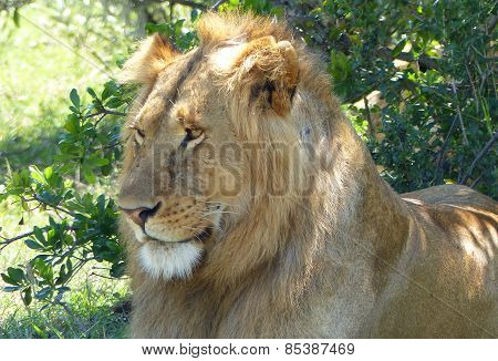 cute lion